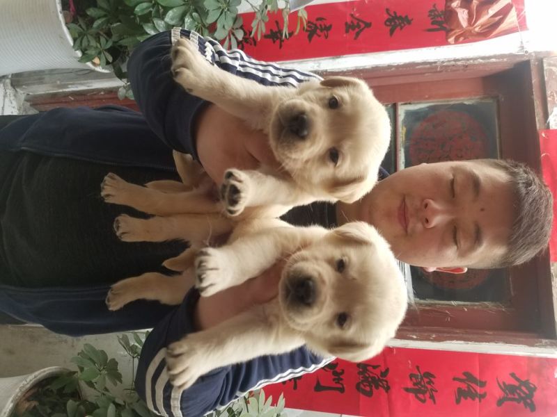 狗崽母