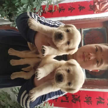 狗崽母