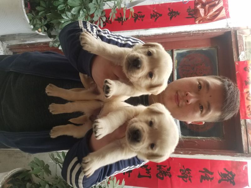 狗崽母