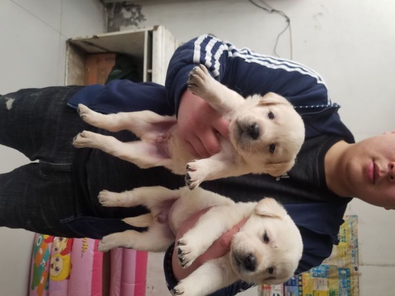 狗崽母