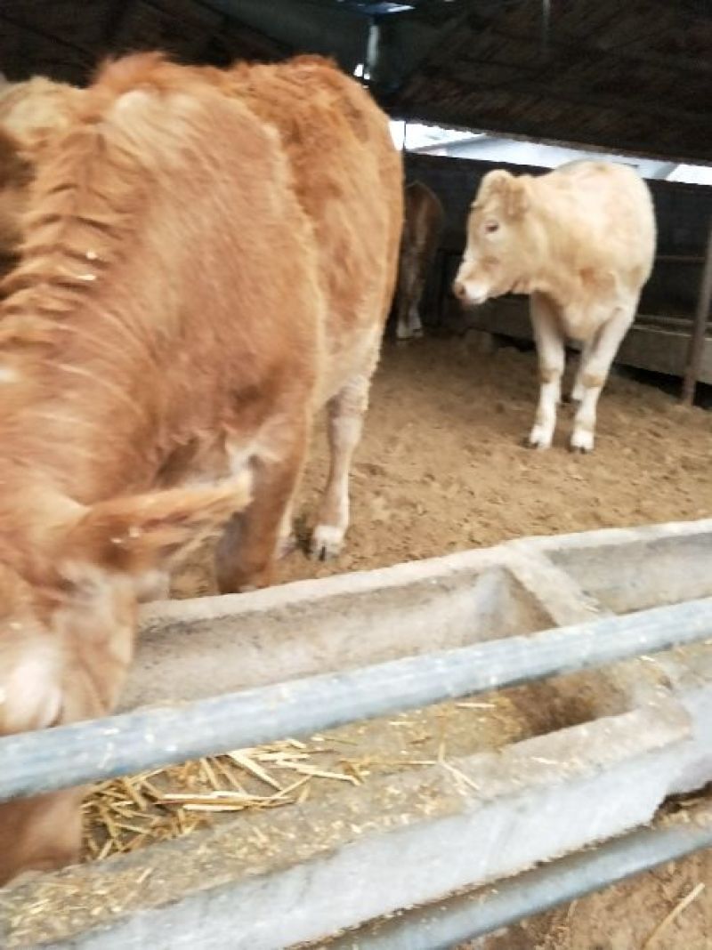 牛犊100~200kg