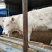 牛犊100~200kg