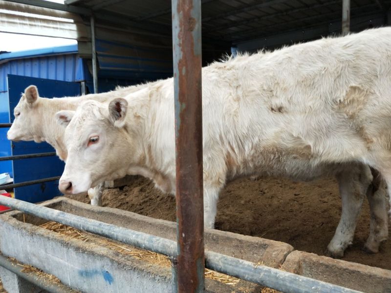 牛犊100~200kg