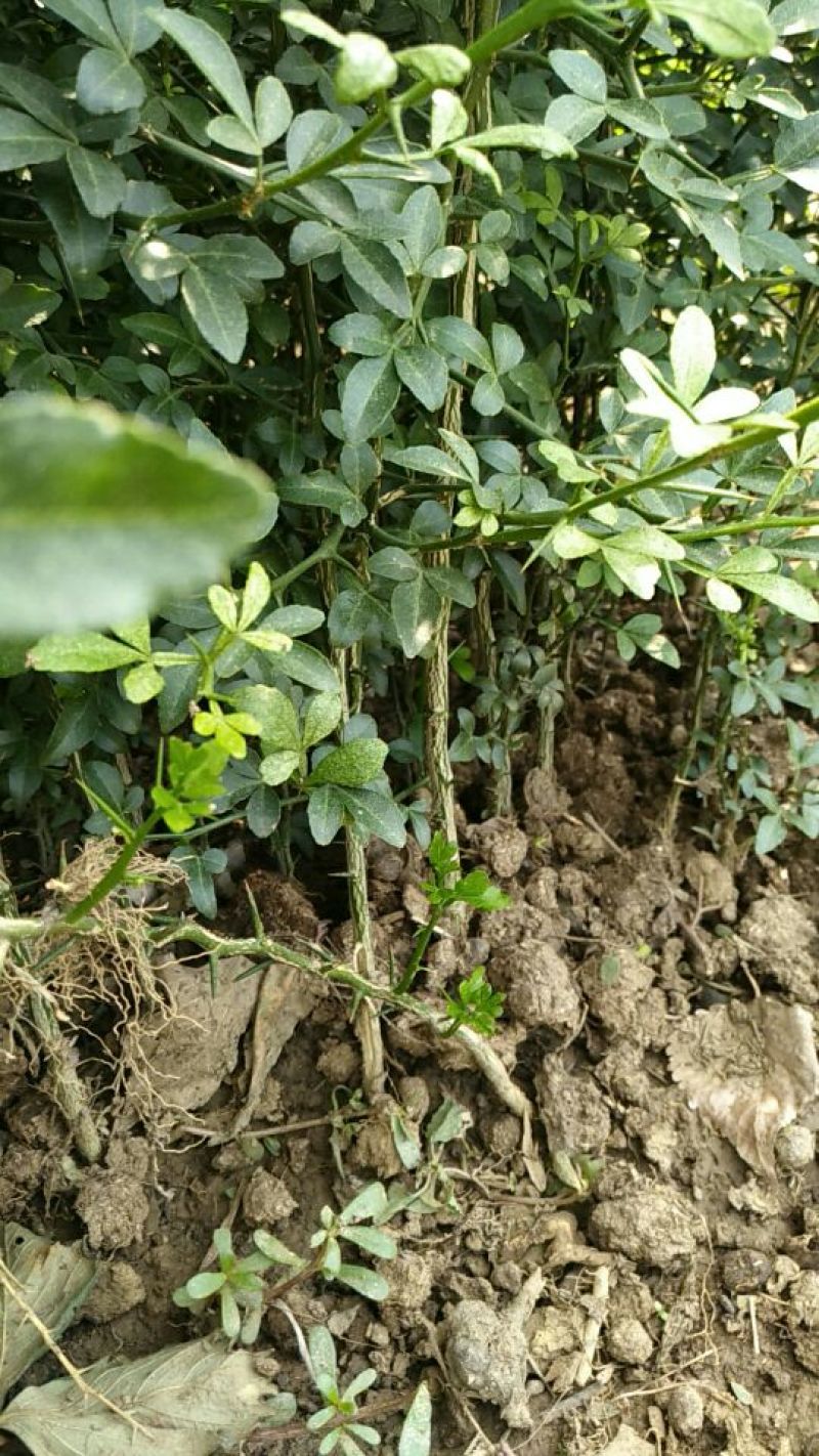 枳壳苗枸橘树苗规格03以上