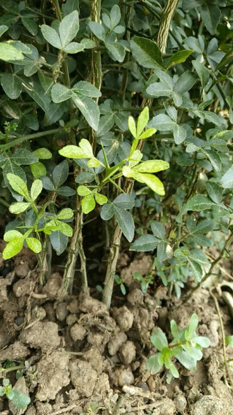 枳壳苗枸橘树苗规格03以上
