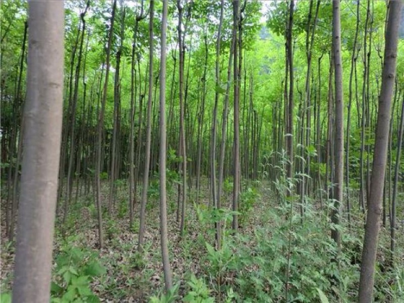 速生白蜡8~10cm8~10cm