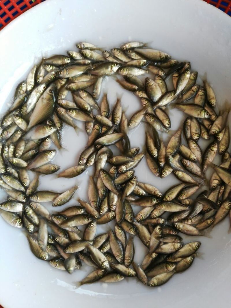 鲫鱼苗中科5号鲫鱼，中科3号鲫鱼苗，巨鲫鱼苗