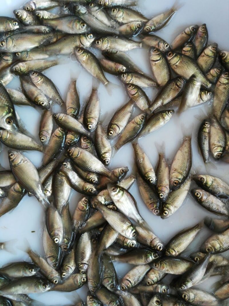 鲫鱼苗中科5号鲫鱼，中科3号鲫鱼苗，巨鲫鱼苗