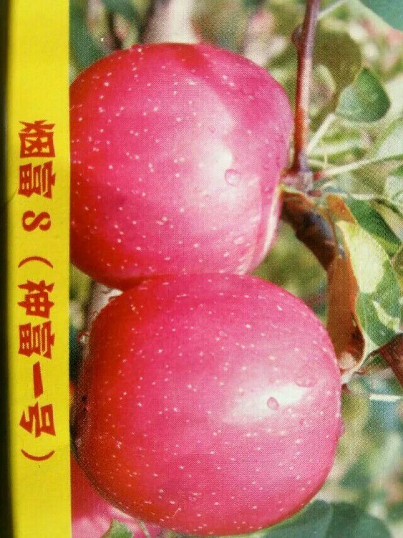 山东烟台批发苹果小树，沾地用二公分至五公分