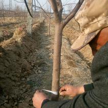 山东烟台批发苹果小树，沾地用二公分至五公分
