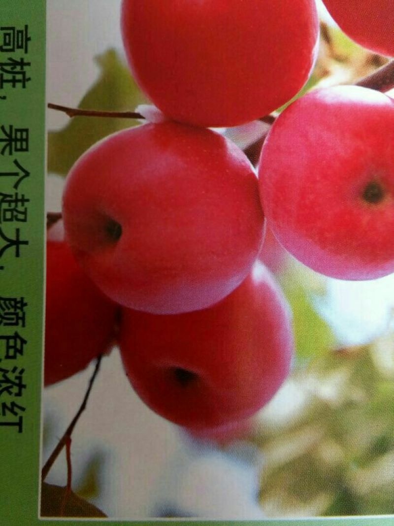 山东烟台批发苹果小树，沾地用二公分至五公分