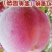 山东烟台批发苹果小树，沾地用二公分至五公分