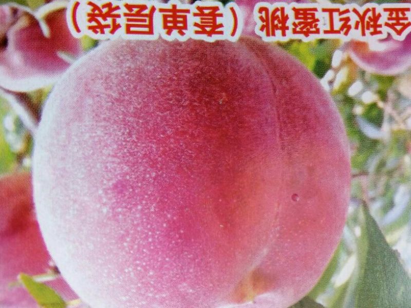 山东烟台批发苹果小树，沾地用二公分至五公分