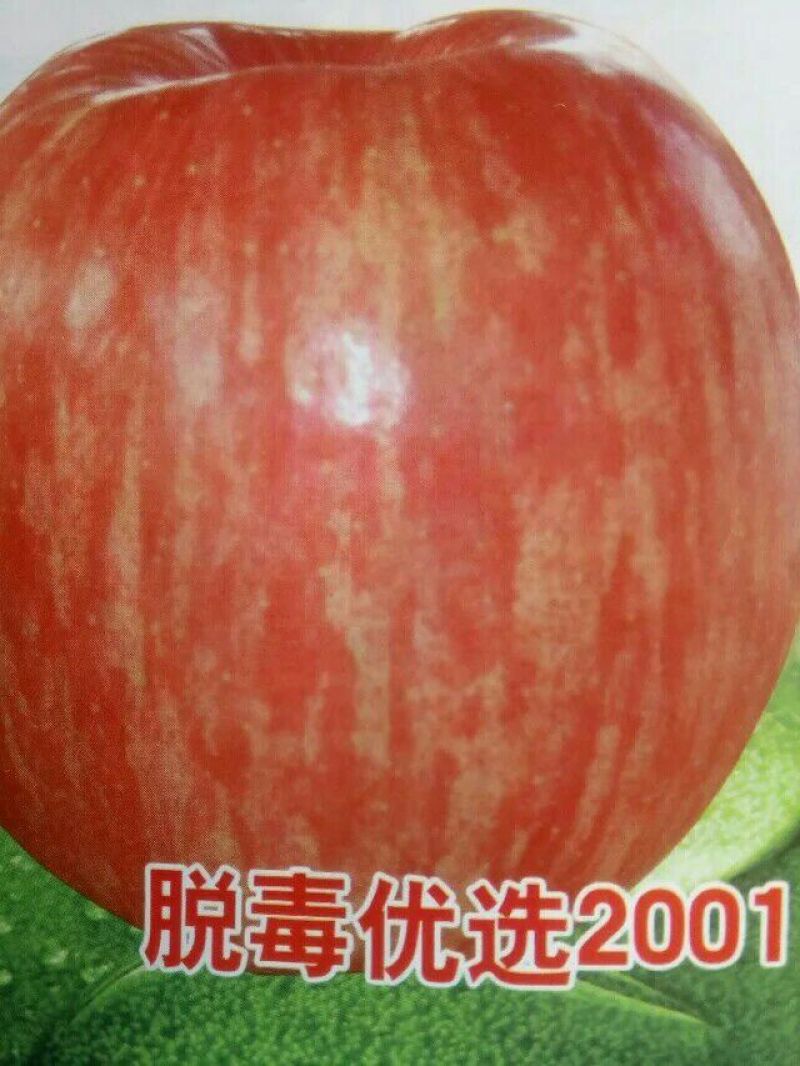 山东烟台批发苹果小树，沾地用二公分至五公分
