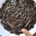 胡子鲶苗三黄塘虱苗，塘角鱼苗，塘角鱼水花，大量现货