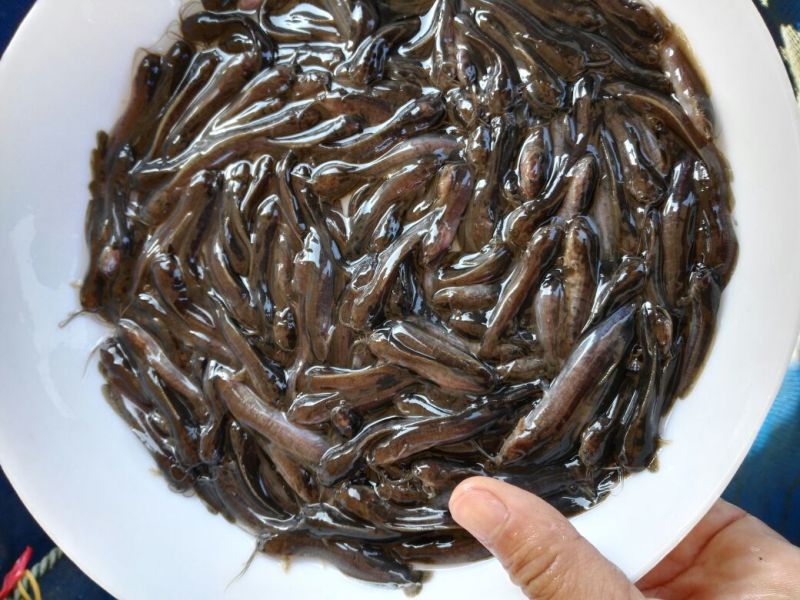 胡子鲶苗三黄塘虱苗，塘角鱼苗，塘角鱼水花，大量现货