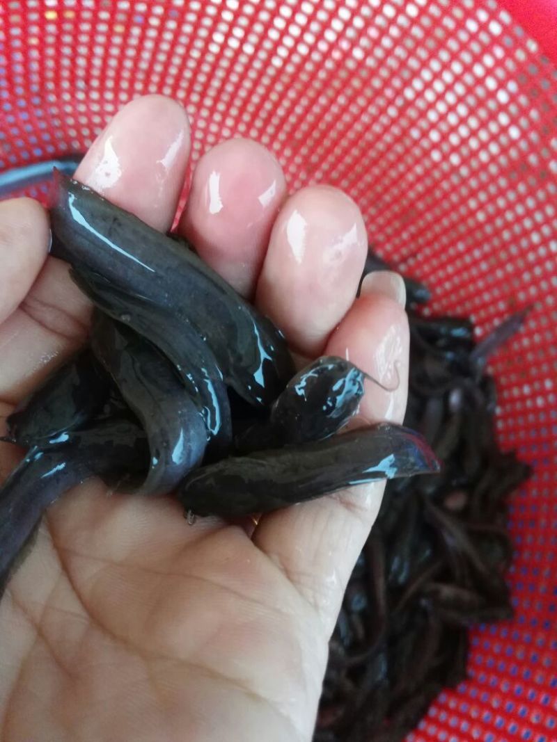 胡子鲶苗三黄塘虱苗，塘角鱼苗，塘角鱼水花，大量现货
