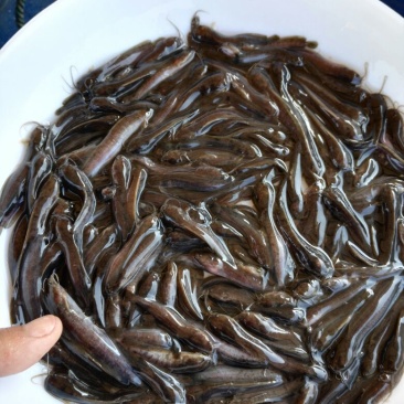 胡子鲶苗三黄塘虱苗，塘角鱼苗，塘角鱼水花，大量现货