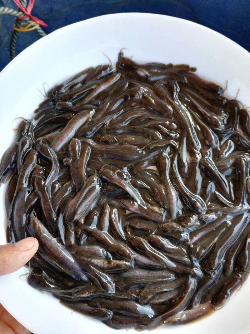 胡子鲶苗三黄塘虱苗，塘角鱼苗，塘角鱼水花，大量现货