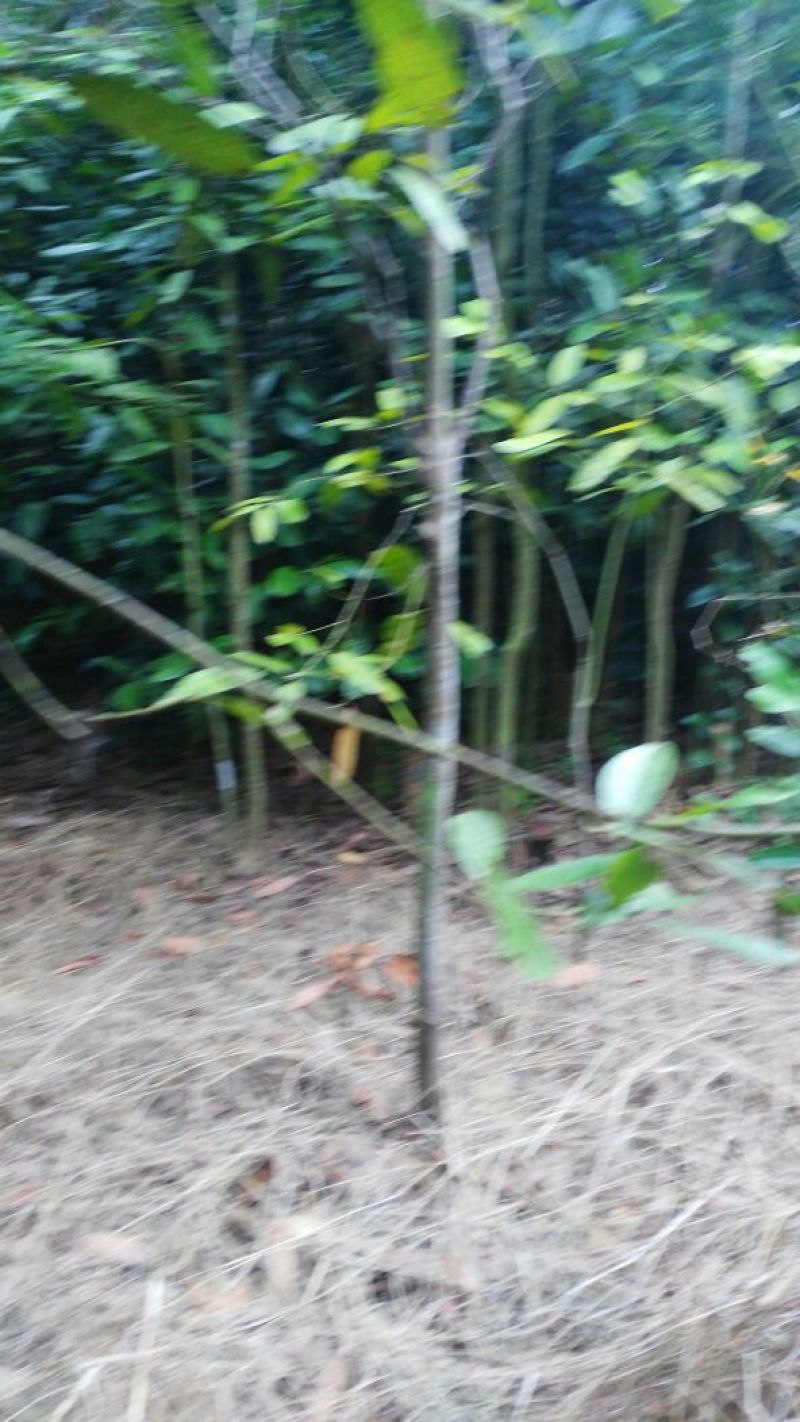 桂皮散装中通