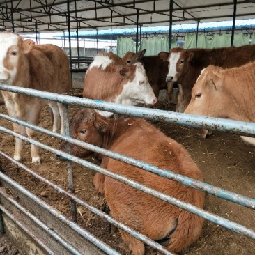 西门塔尔牛犊100~200kg