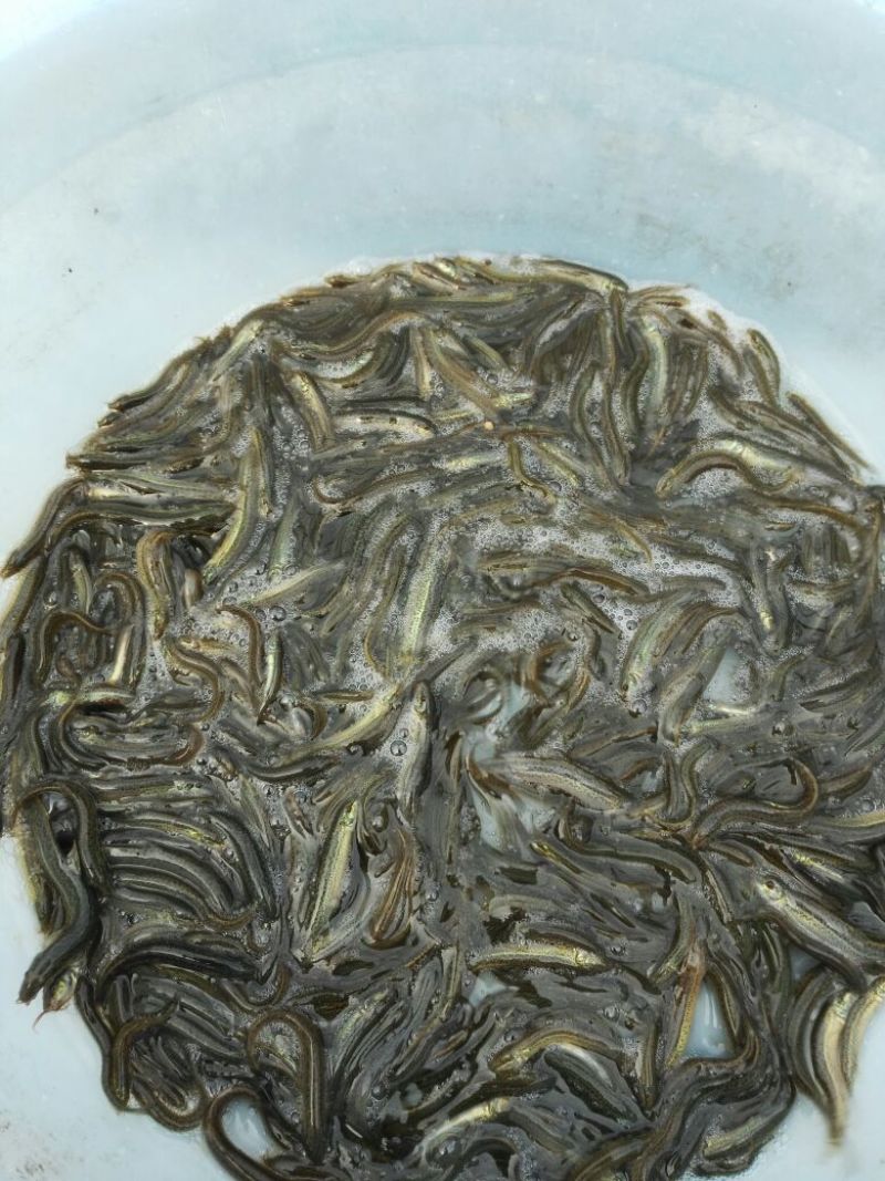 泥鳅苗，台湾泥鳅苗，杂交抗病力泥鳅，泥鳅水花，大量现货