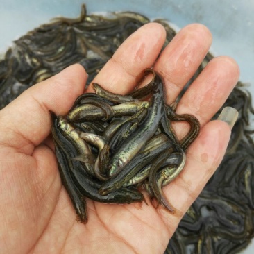 泥鳅苗，台湾泥鳅苗，杂交抗病力泥鳅，泥鳅水花，大量现货