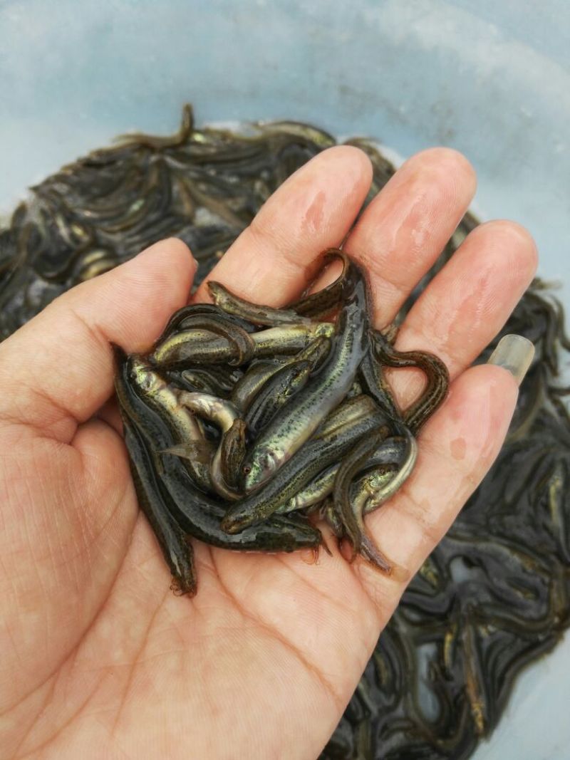 泥鳅苗，台湾泥鳅苗，杂交抗病力泥鳅，泥鳅水花，大量现货