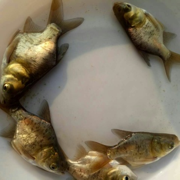 鳙鱼苗缩骨大头鱼苗，缩骨花鲢，品质漂亮