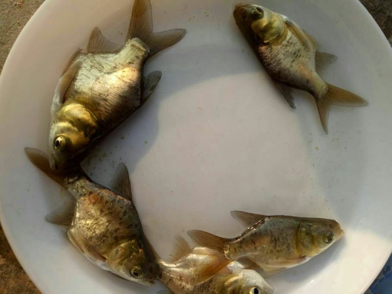 鳙鱼苗缩骨大头鱼苗，缩骨花鲢，品质漂亮
