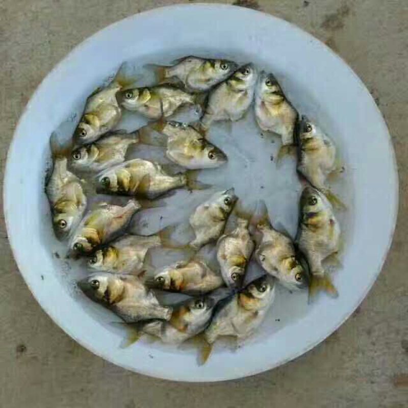 鳙鱼苗缩骨大头鱼苗，缩骨花鲢，品质漂亮