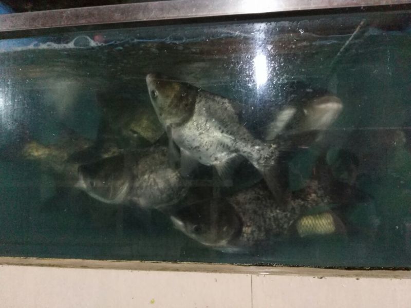 鳙鱼苗缩骨大头鱼苗，缩骨花鲢，品质漂亮