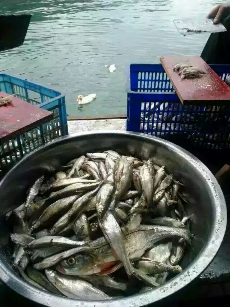 火焙鱼稻谷香味