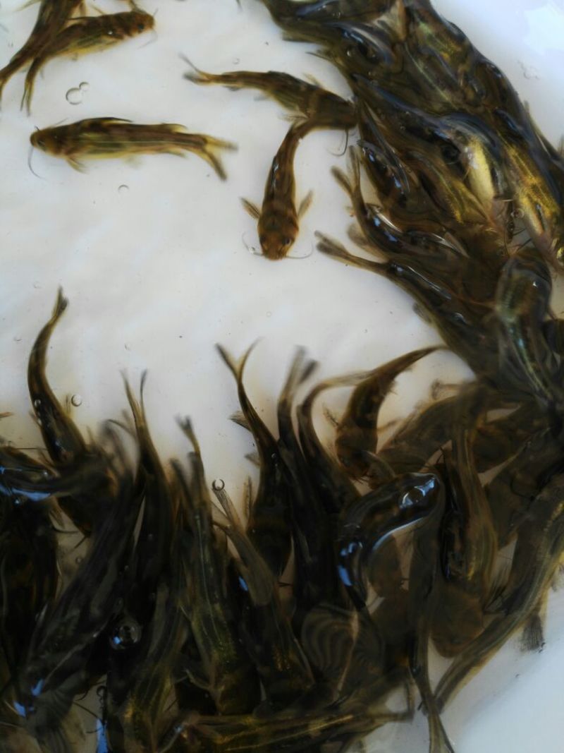 黄颡鱼苗黄骨鱼苗，黄蜂鱼，黄辣丁，大量现货
