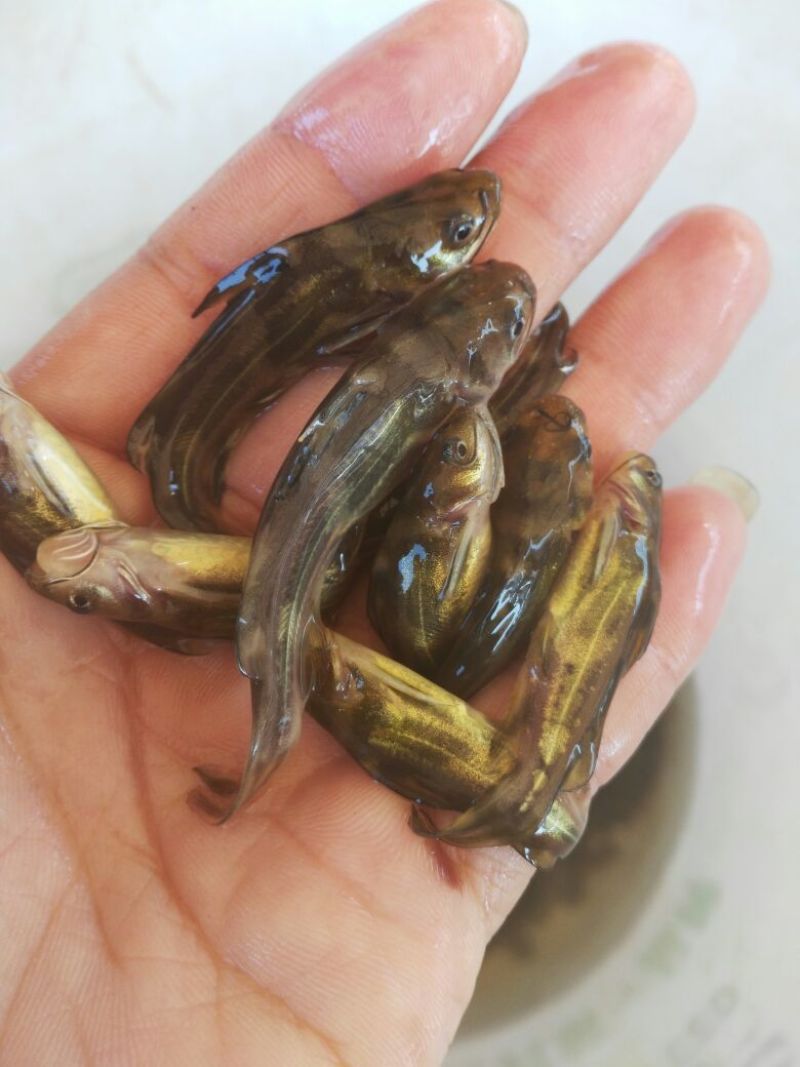 黄颡鱼苗黄骨鱼苗，黄蜂鱼，黄辣丁，大量现货