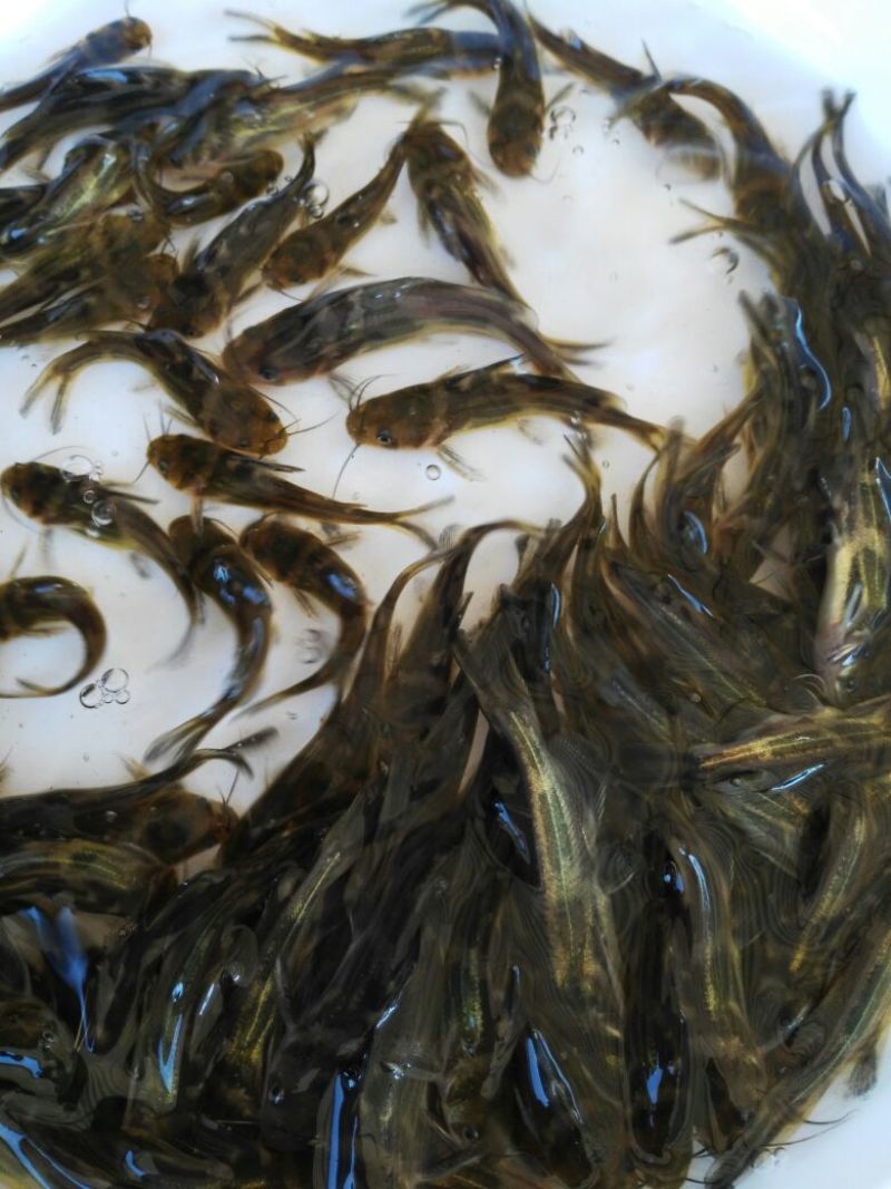 黄颡鱼苗黄骨鱼苗，黄蜂鱼，黄辣丁，大量现货