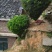 黄杨2~4cm4~6cm0.5~1米