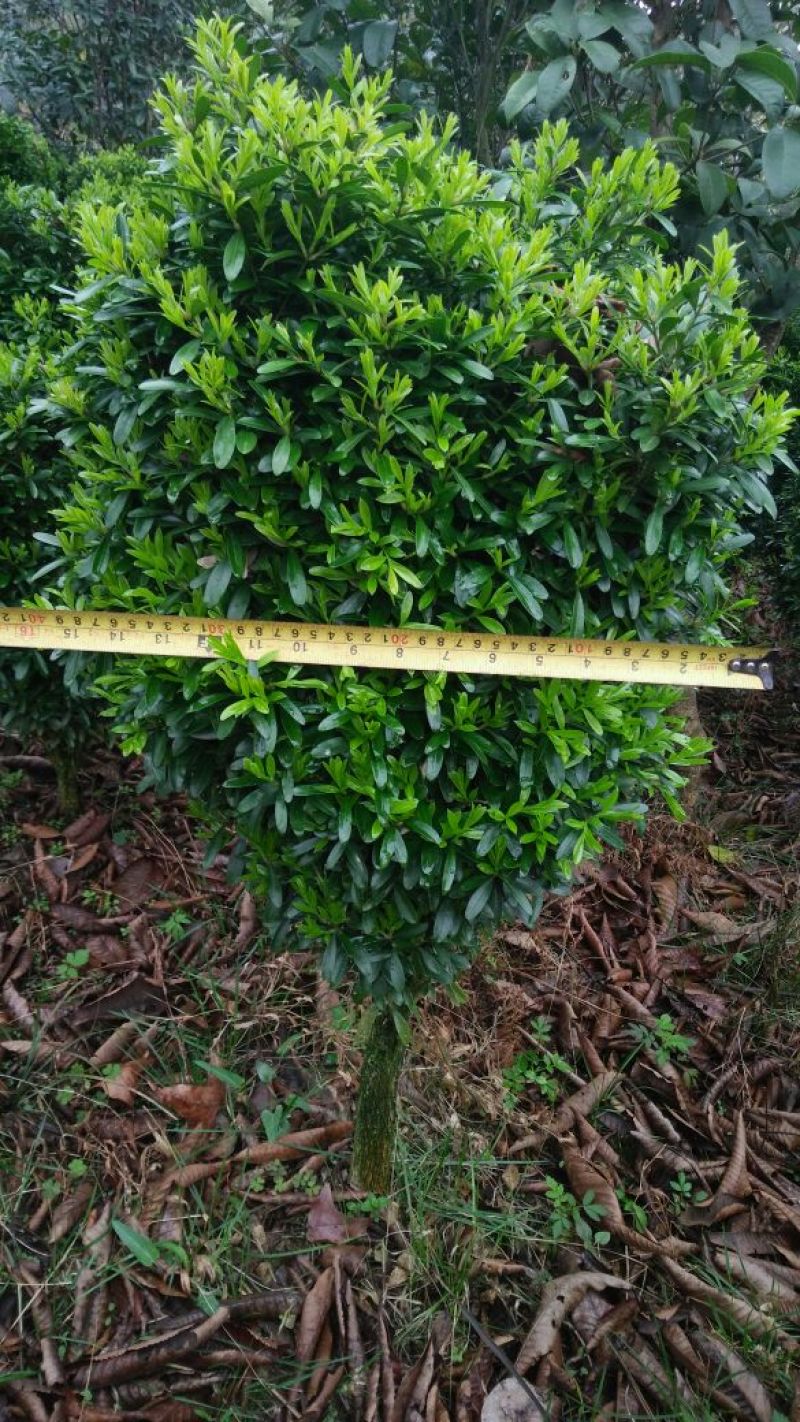 黄杨2~4cm4~6cm0.5~1米