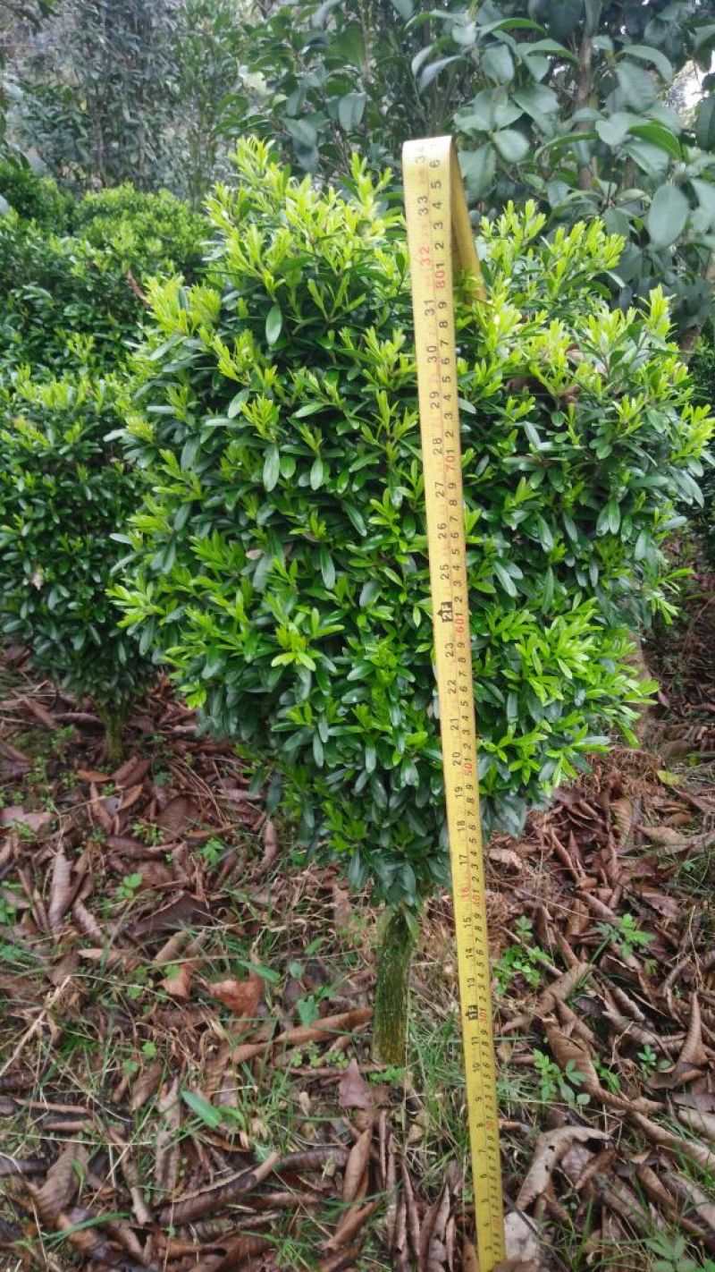 黄杨2~4cm4~6cm0.5~1米