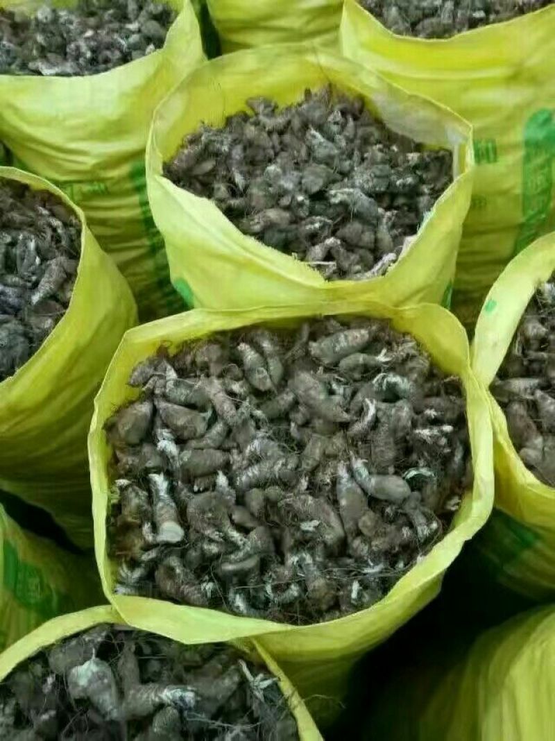 玄参苗，改良玄参芽，