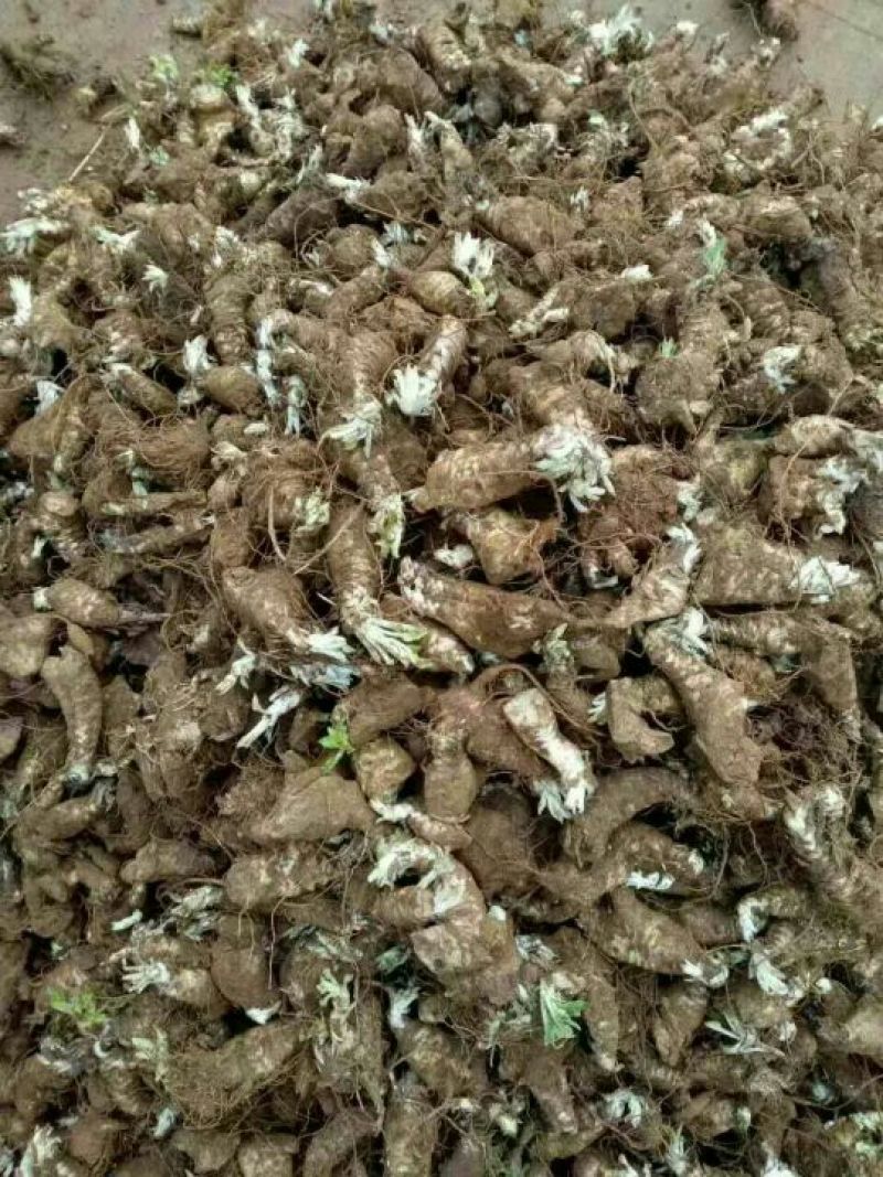 玄参苗，改良玄参芽，