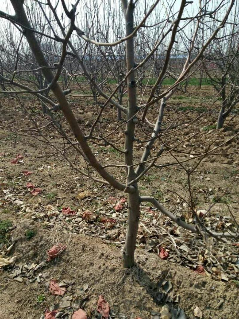 梨树6~8cm2.5~3米