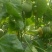 绿宝石甜瓜统货0.5斤以上