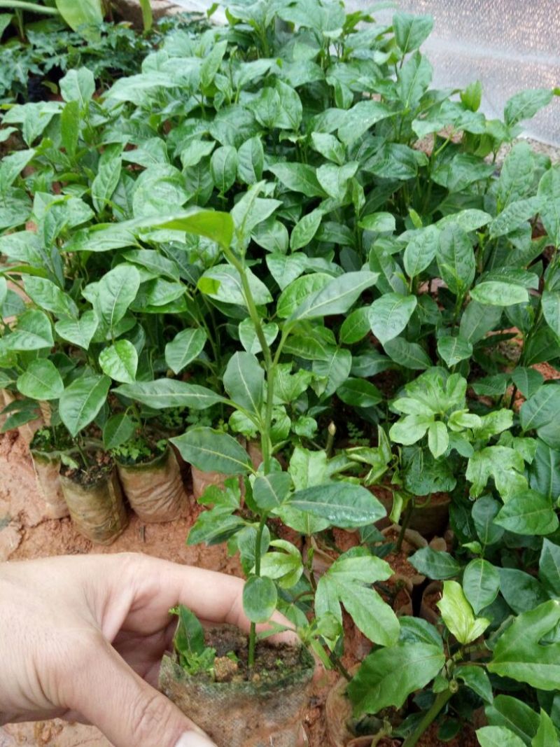 黄金百香果苗10~20cm