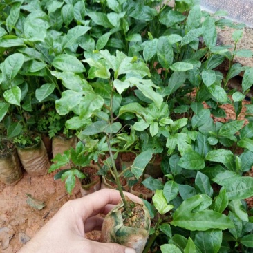 黄金百香果苗10~20cm