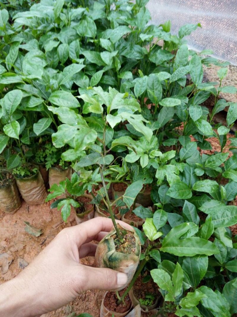 黄金百香果苗10~20cm