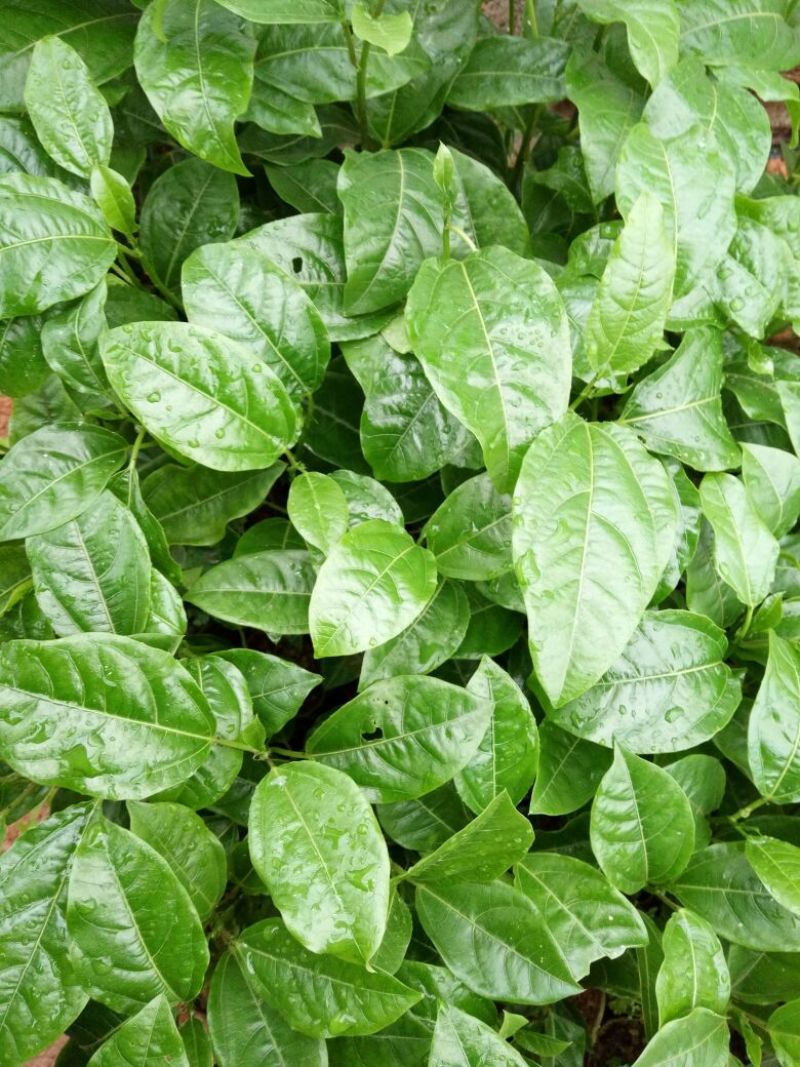 满天星百香果苗10~20cm