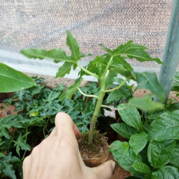 木瓜树苗10~20cm