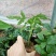 木瓜树苗10~20cm