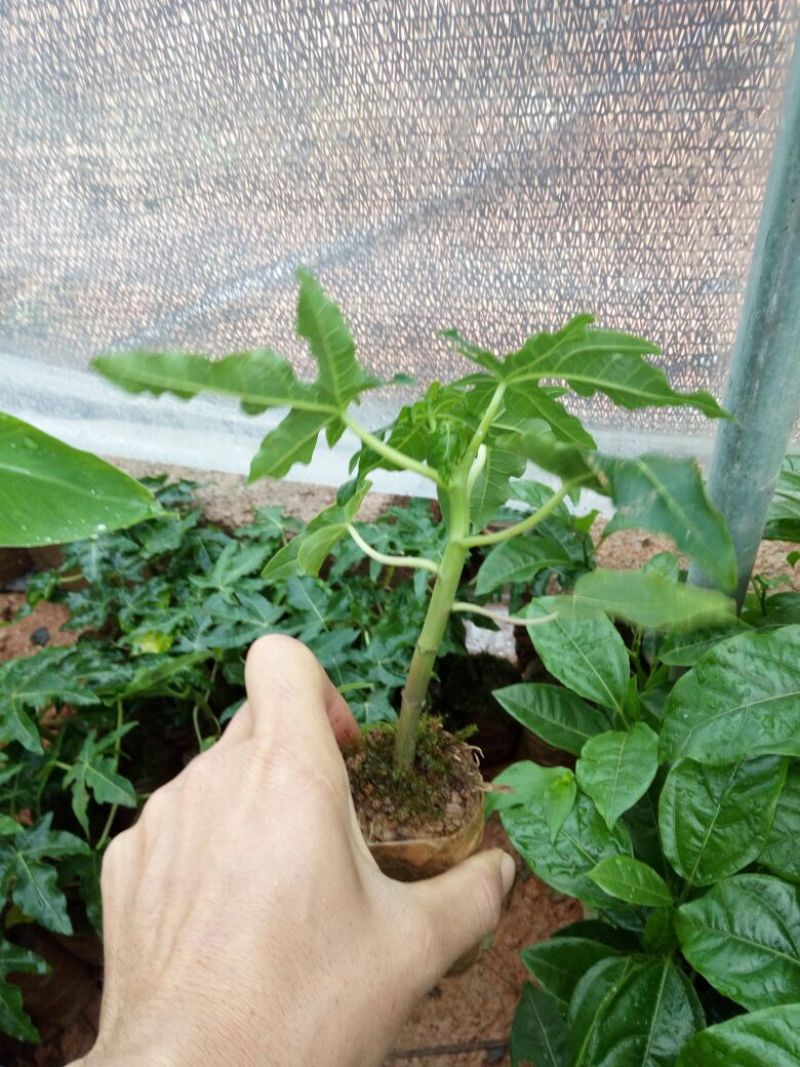 木瓜树苗10~20cm